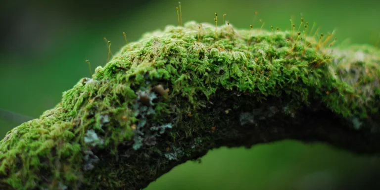 скандинавски мъх