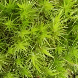 Дъбов мъх (Dicranum sp.)