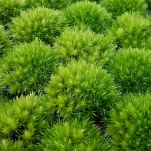 Кълбовиден мъх (Ball moss, Leucobryum glaucum)