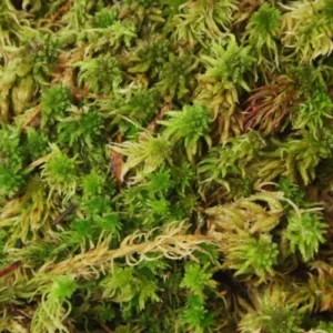 Сфагнум мъх (Sphagnum sp.)
