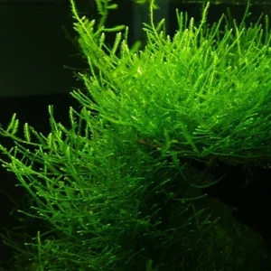 Явански мъх (Taxiphyllum barbieri)